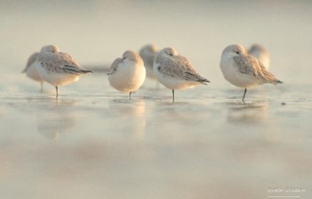 Balade nature : « Les oiseaux de l’Estuaire »